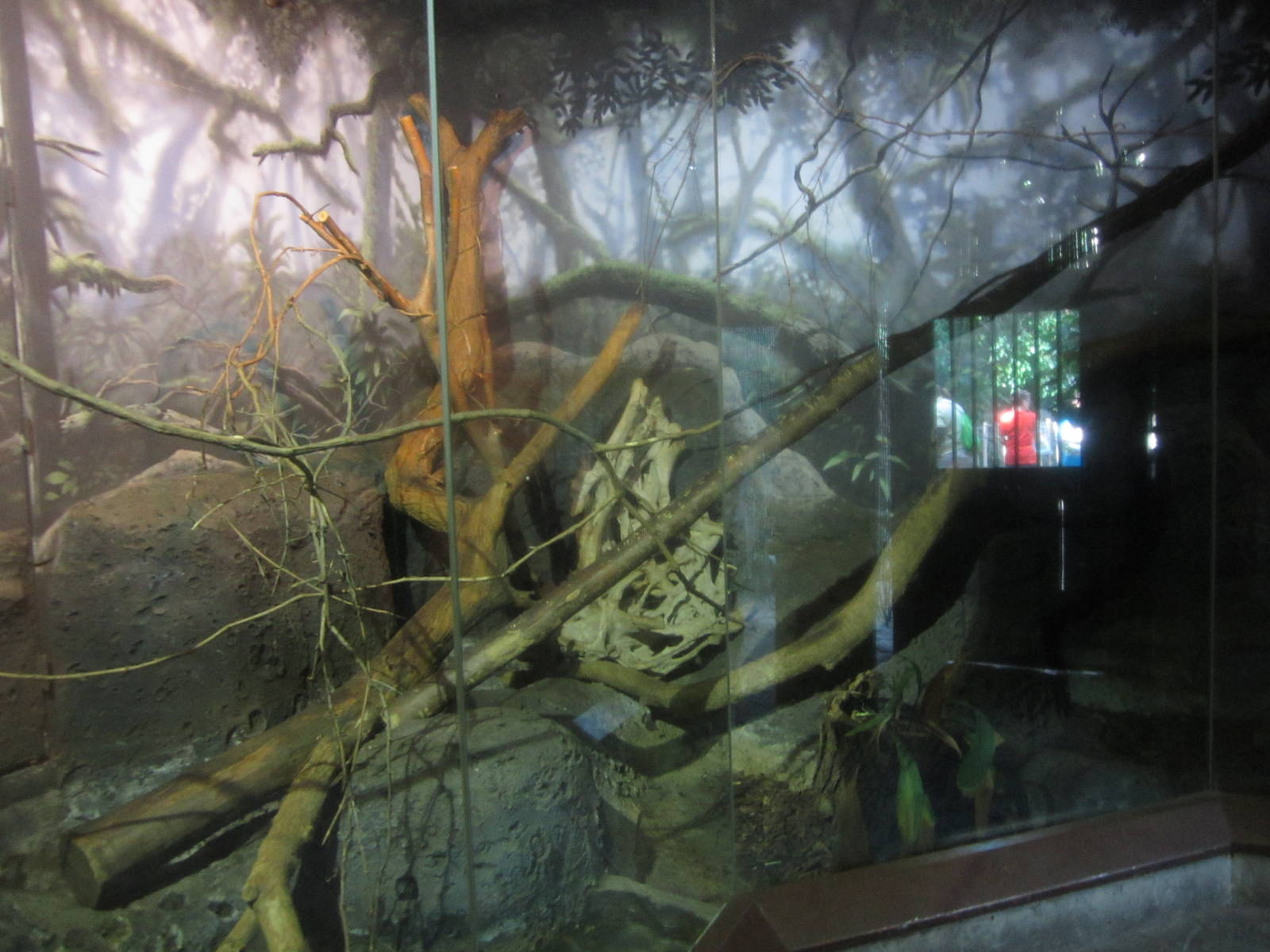 Sep. 2012-Prehensile-tailed Porcupine exhibit