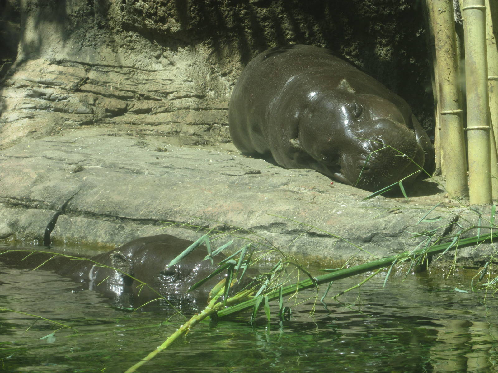 Sep. 2012-Pygmy Hippopotamuses