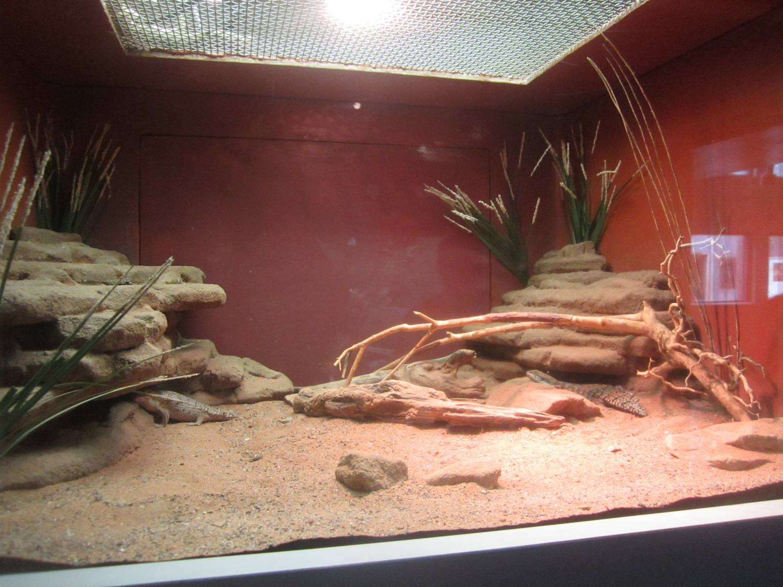 Sep. 2012-Pygmy Spiny-tailed Skink exhibit
