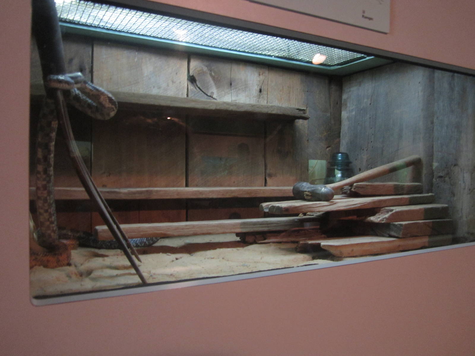 Sep. 2012-Red Chicken Snake/Black Rat Snake exhibit