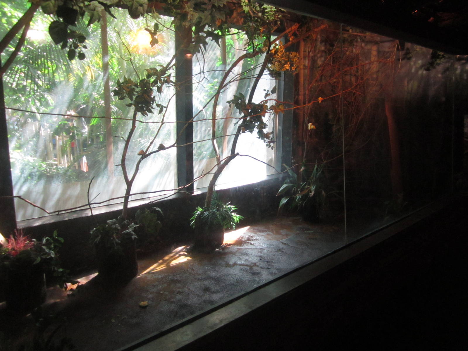 Sep. 2012-Rodrigues Fruit Bat exhibit