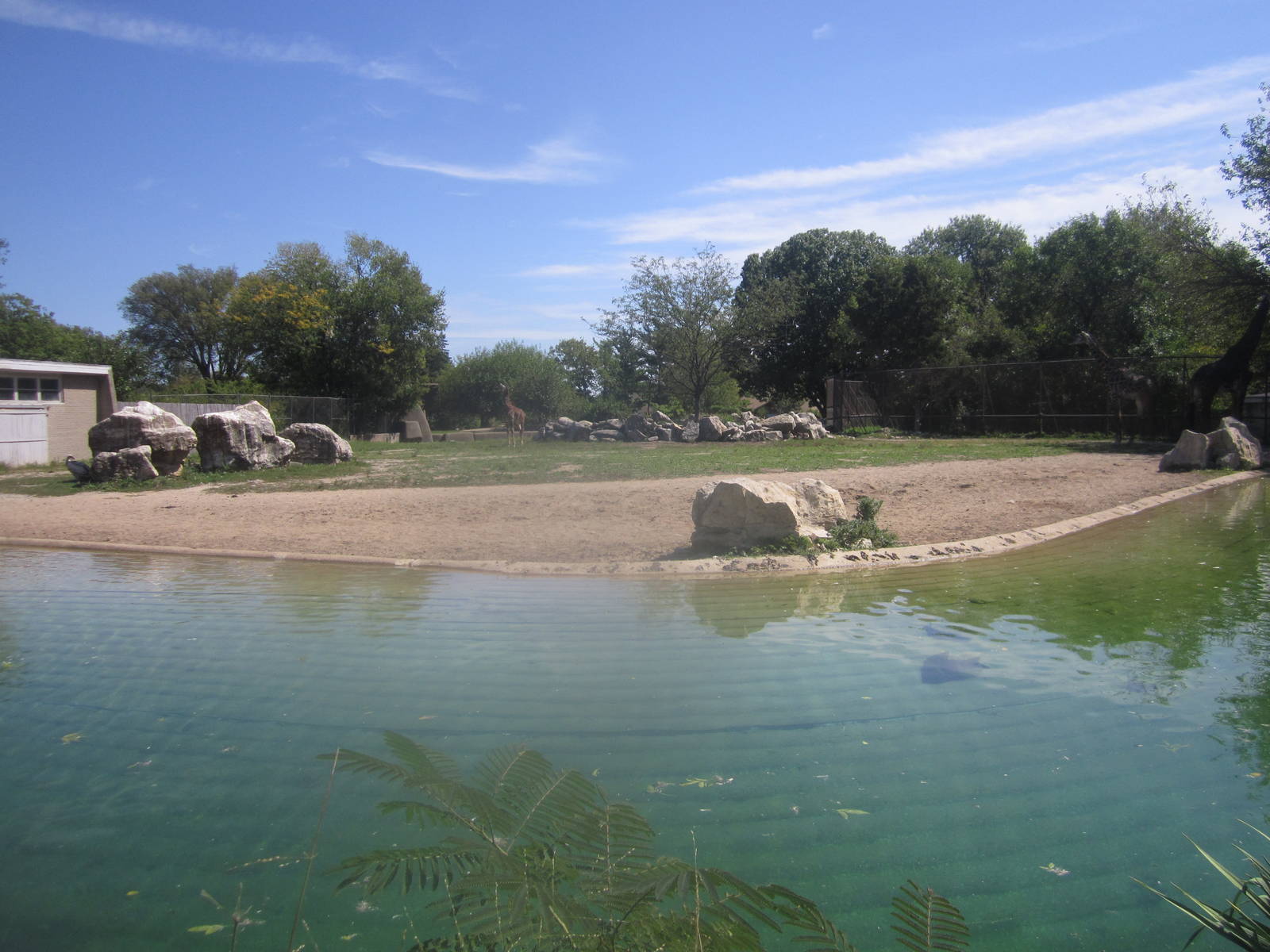 Sep. 2012-Ruppell's Griffon Vulture/Masai Giraffe exhibit