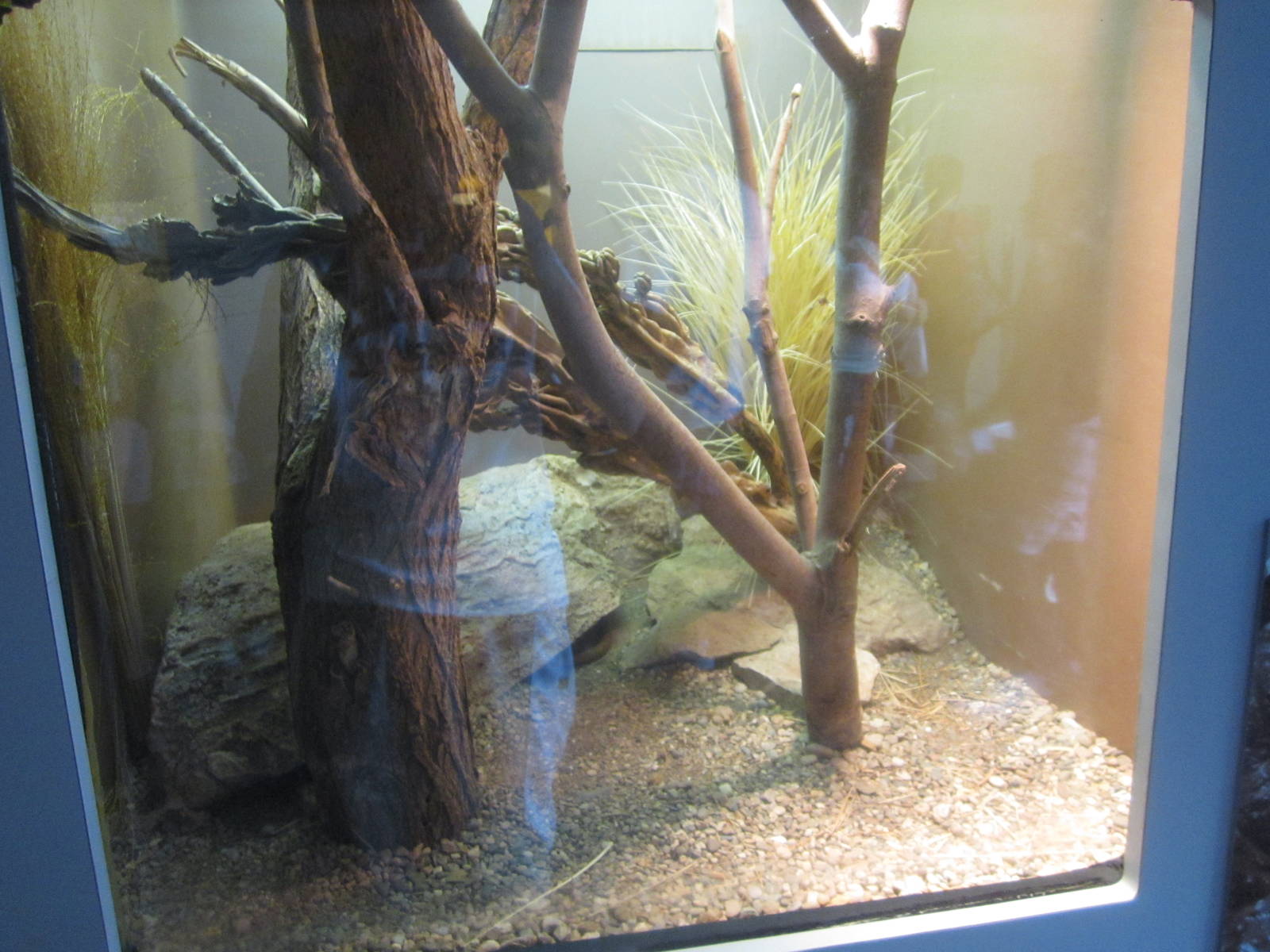 Sep. 2012-Sheltopusik exhibit