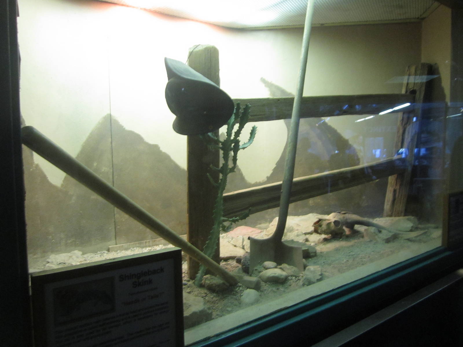 Sep. 2012-Shingleback Skink exhibit