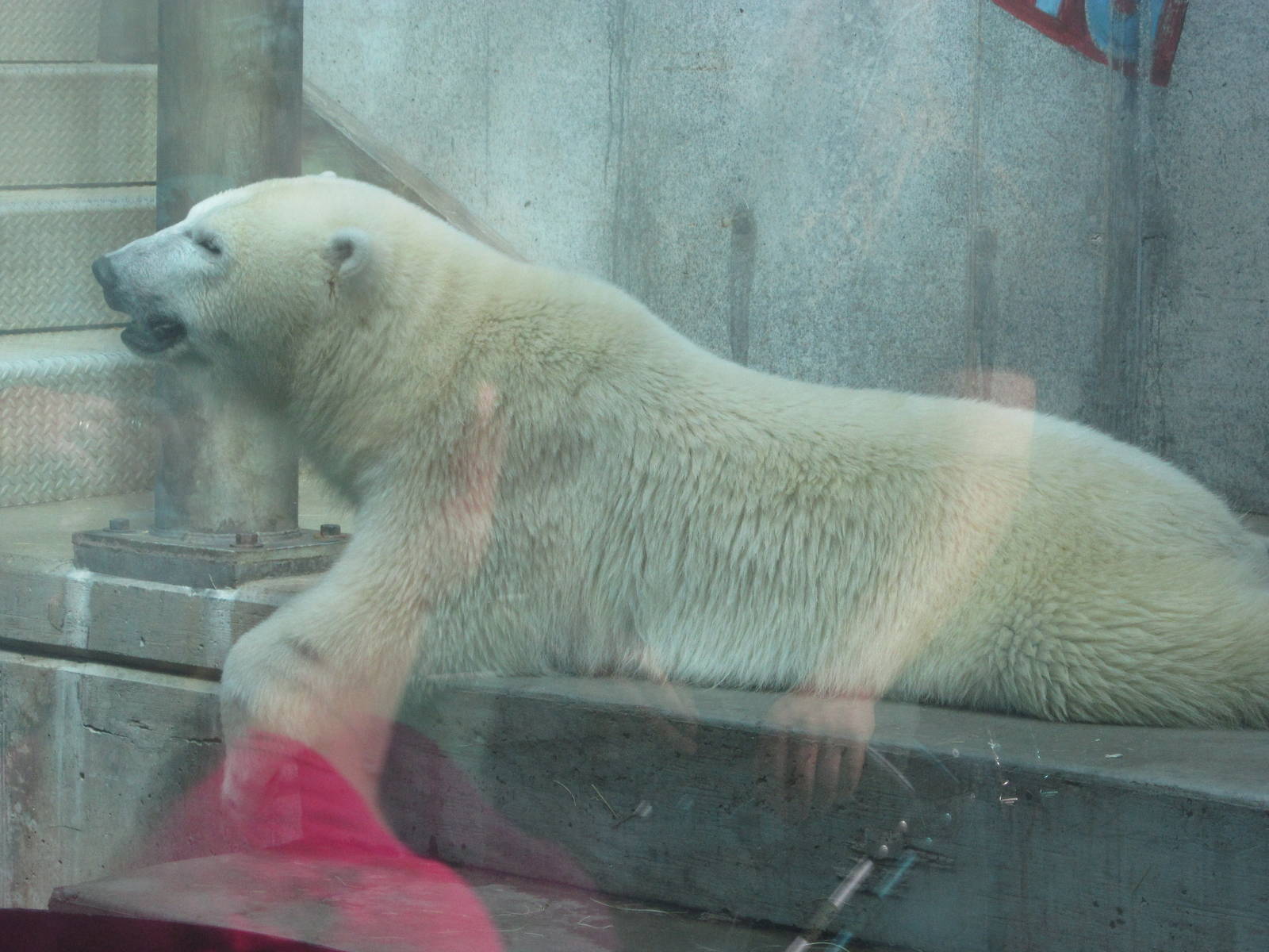 Sep. 2012-Siku, the Polar Bear