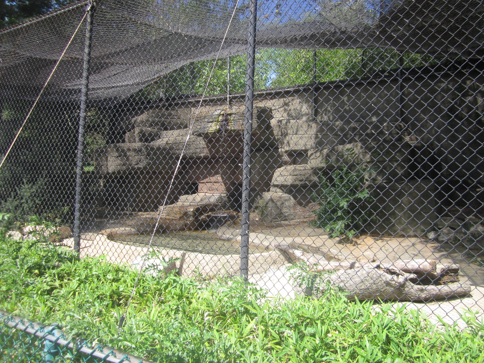 Sep. 2012-Snow Leopard exhibit