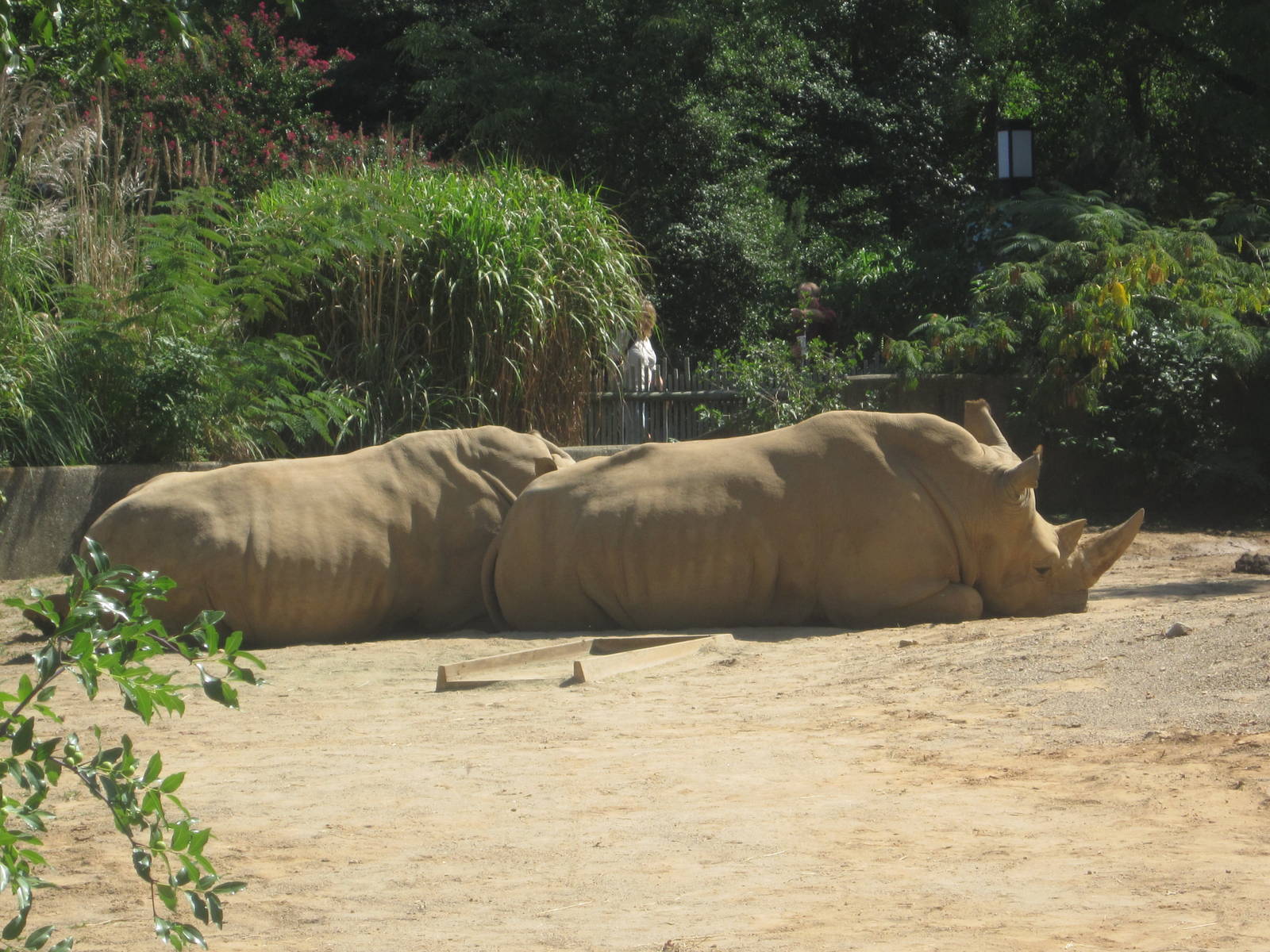 Sep. 2012-Southern White Rhinoceroses