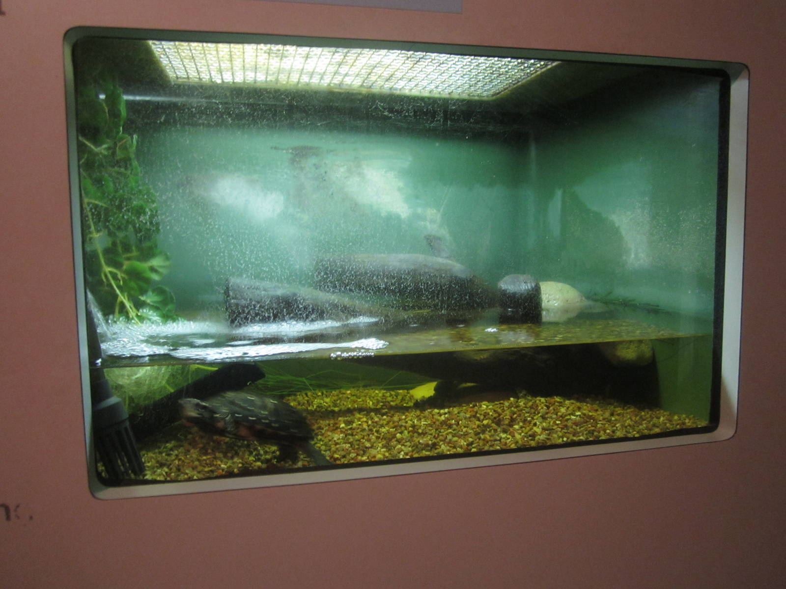 Sep. 2012-Spotted Turtle exhibit