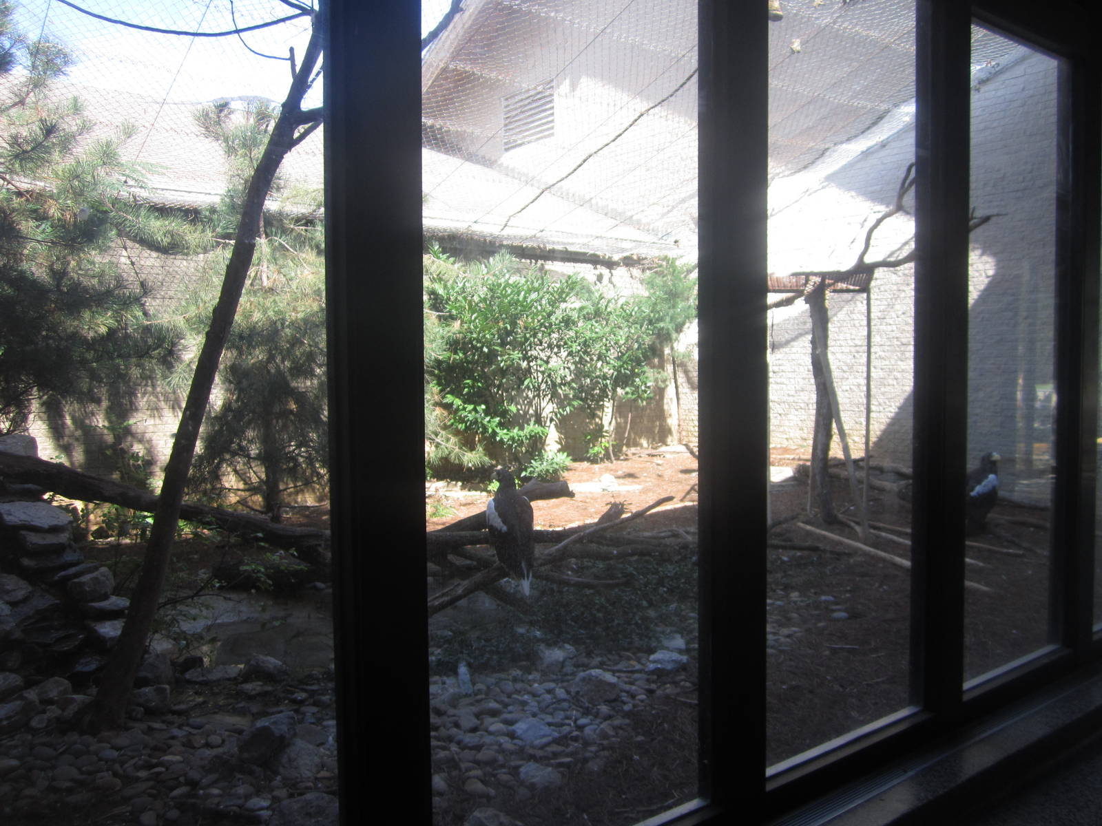 Sep. 2012-Steller's Sea Eagle exhibit