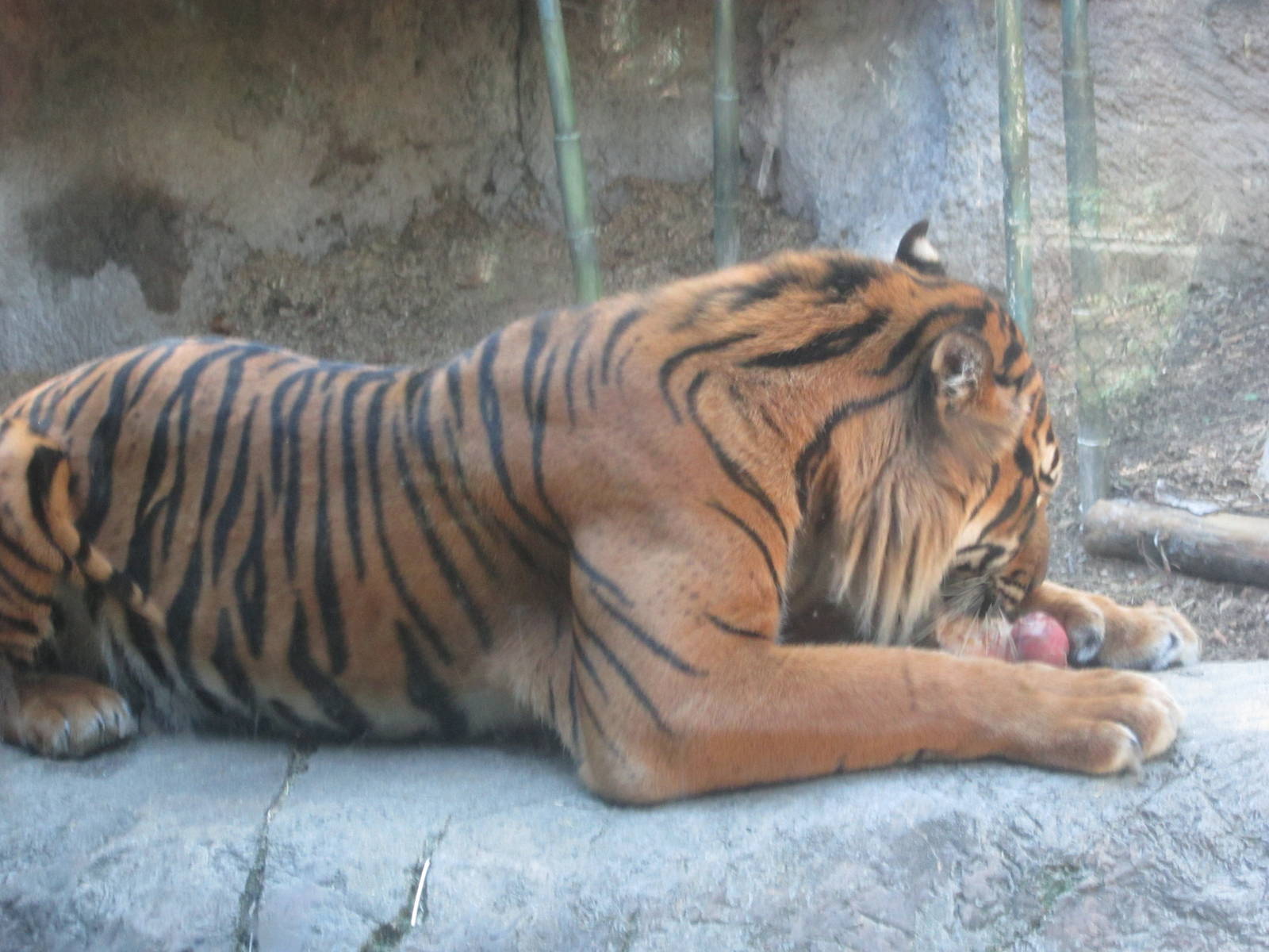 Sep. 2012-Sumatran Tiger