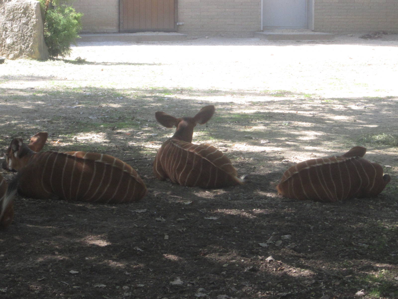 Sep. 2012-Three Baby Bongos