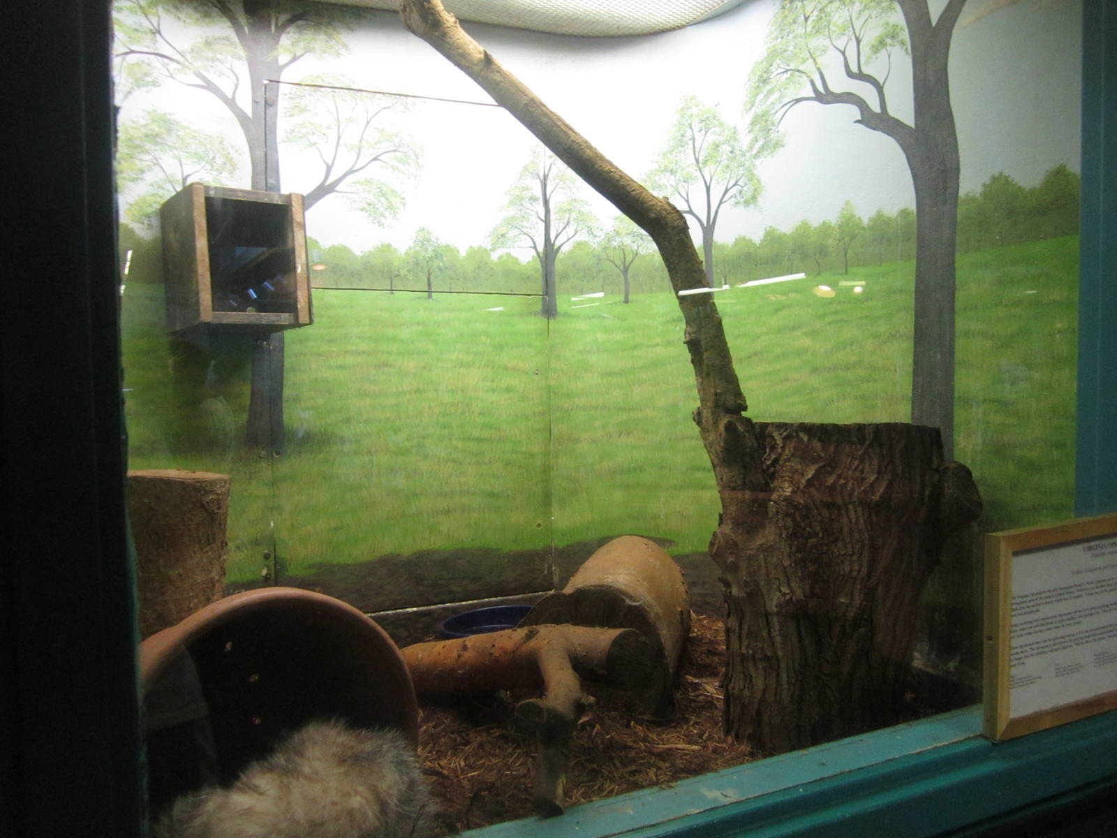Sep. 2012-Virginia Opossum exhibit
