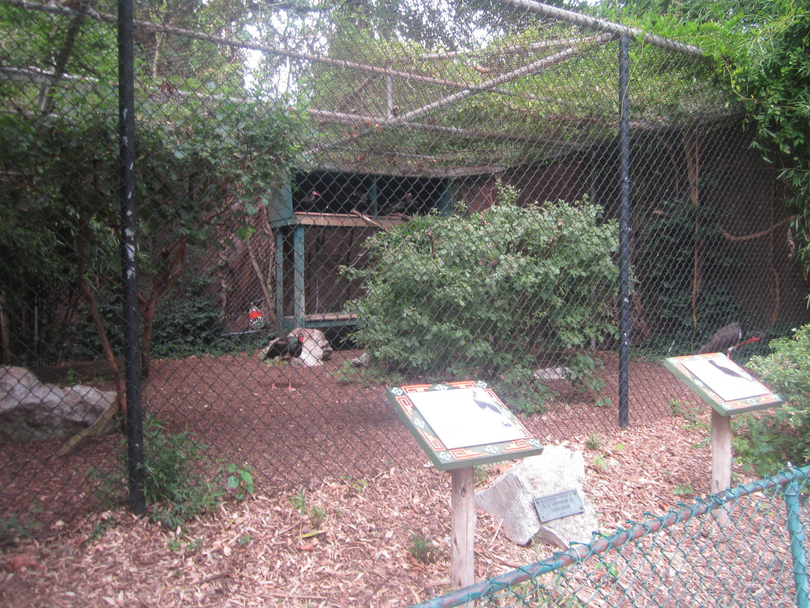 Sep. 2012-Waldrapp Ibis/European Black Stork exhibit