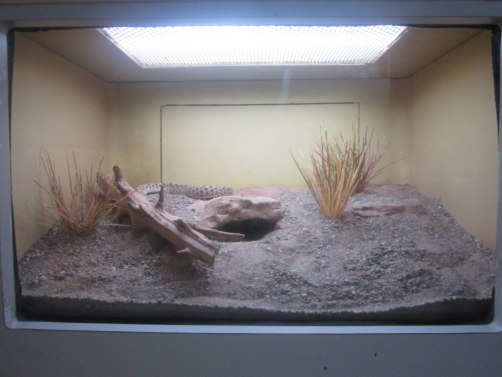 Sep. 2012-Western Hognose Snake exhibit