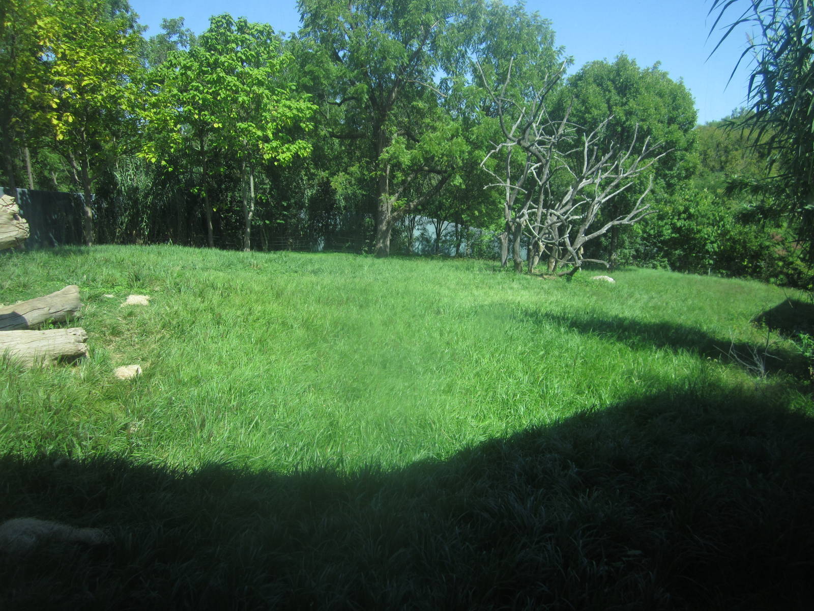 Sep. 2012-Western Lowland Gorilla exhibit