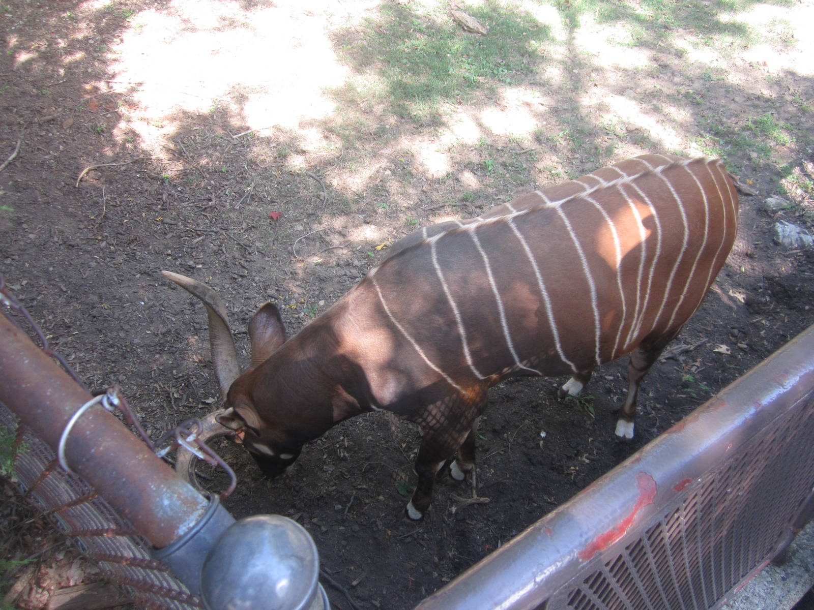 Sep. 2012-Wilson, the male Eastern Bongo