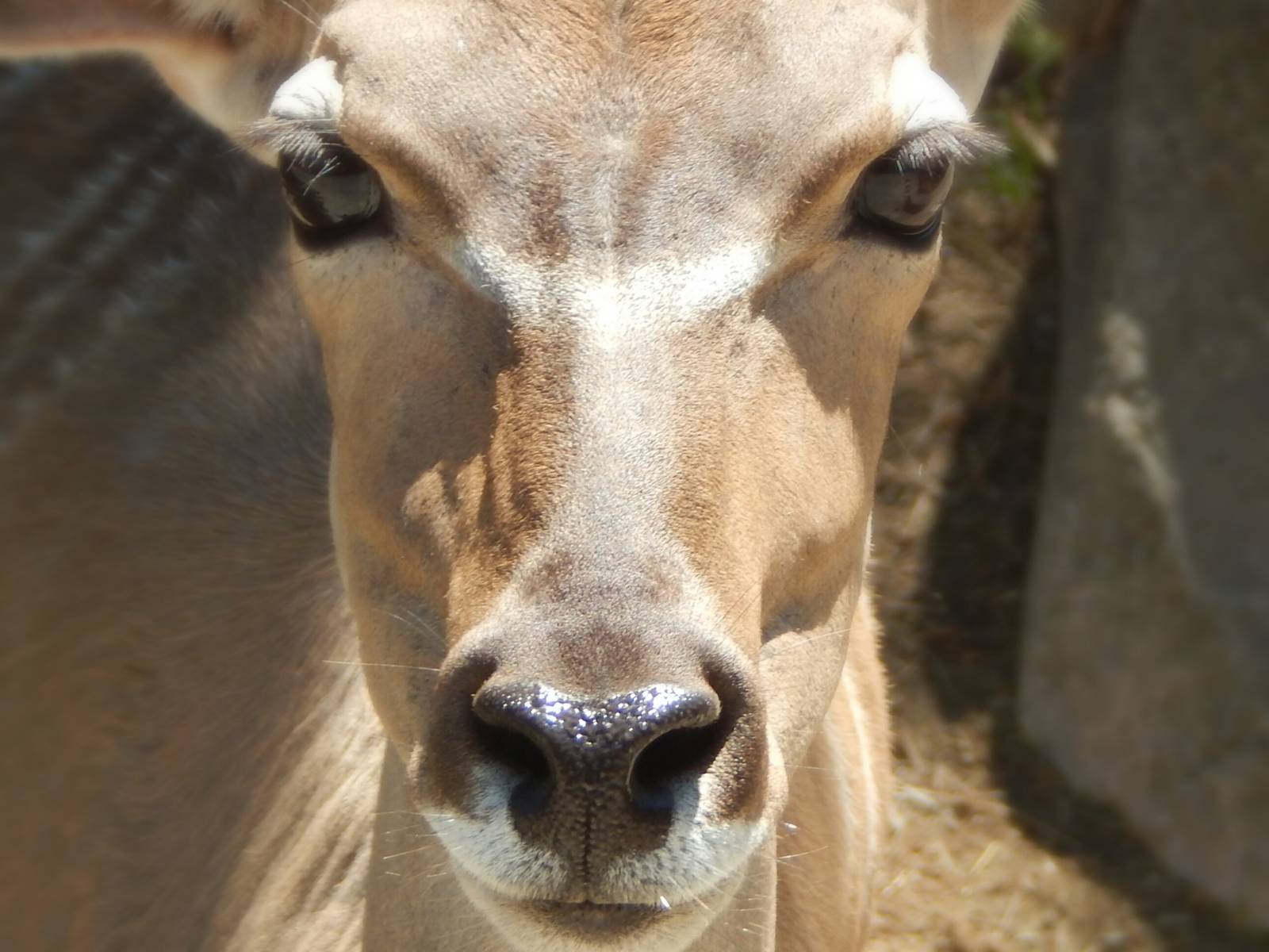 Sep. 2014 - Africa-Asia-South America - African Waterhole - Greater Kudu