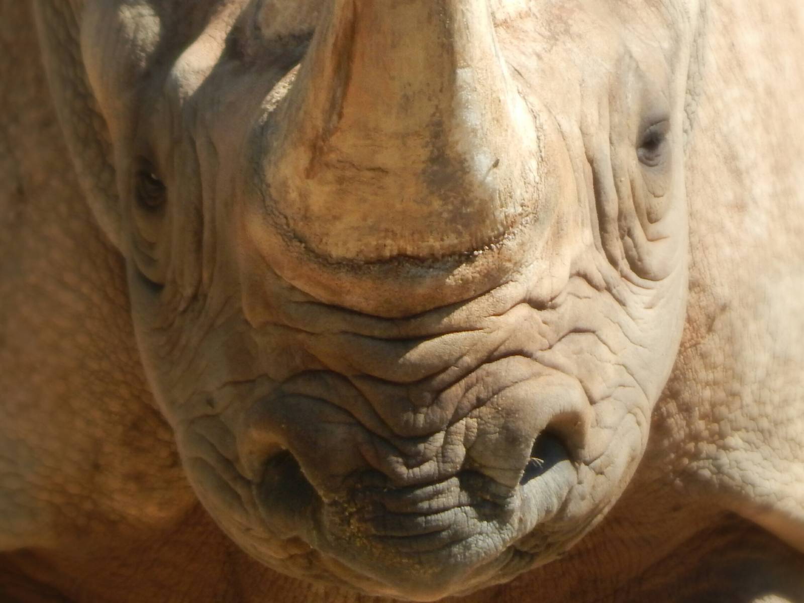 Sep. 2014 - Africa-Asia-South America - Eastern Black Rhinoceros