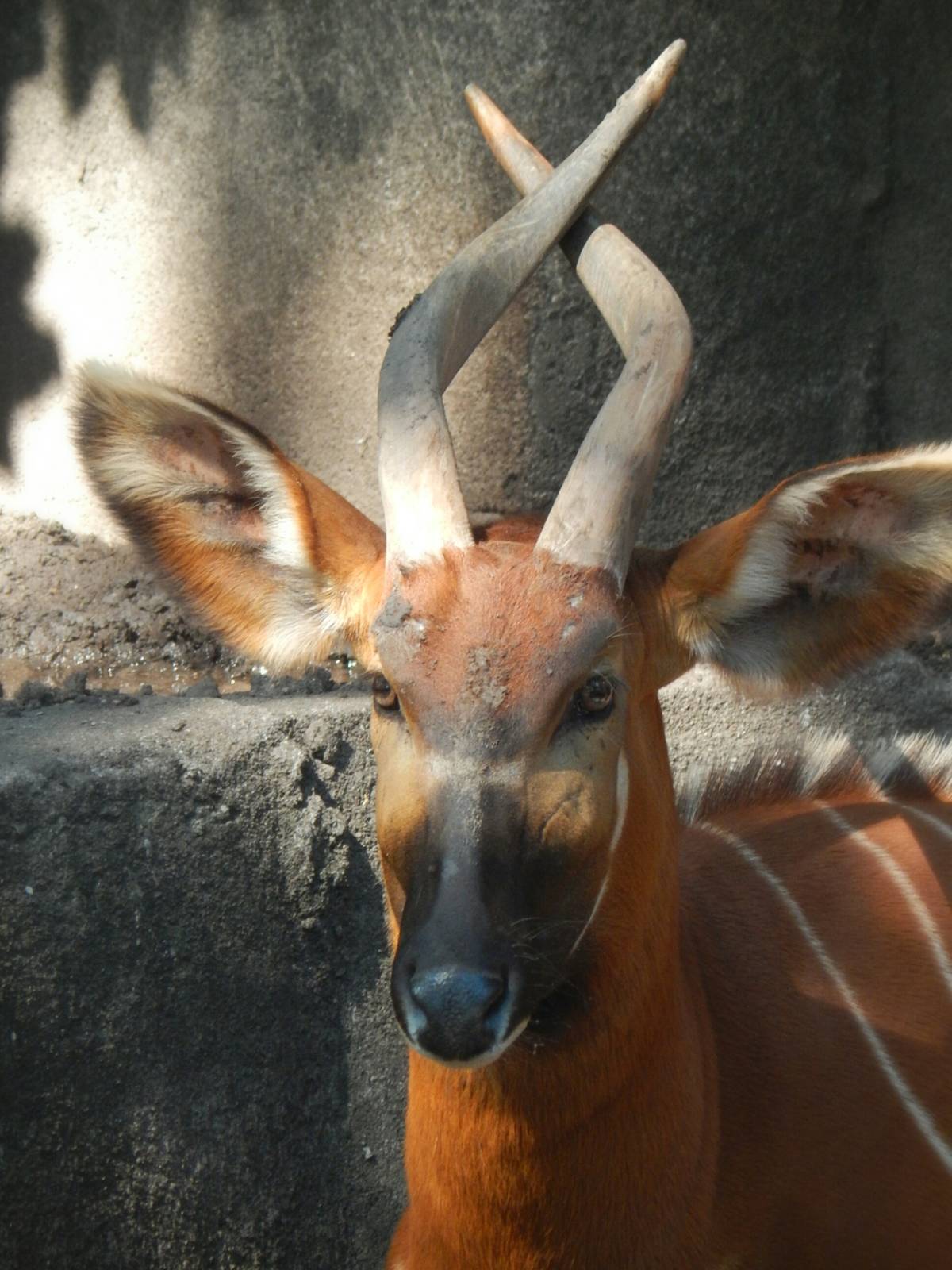 Sep. 2014 - Africa-Asia-South America - Eastern Bongo