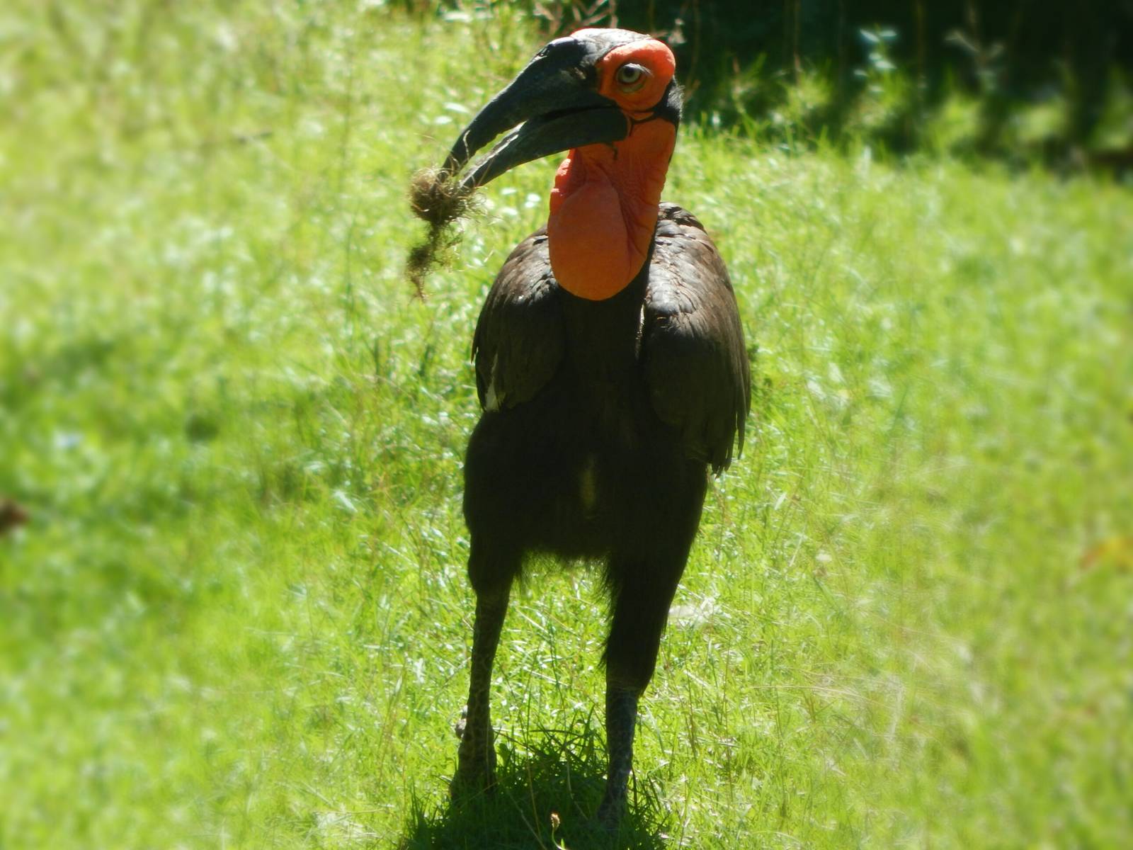 Sep. 2014 - Africa-Asia-South America - Southern Ground Hornbill