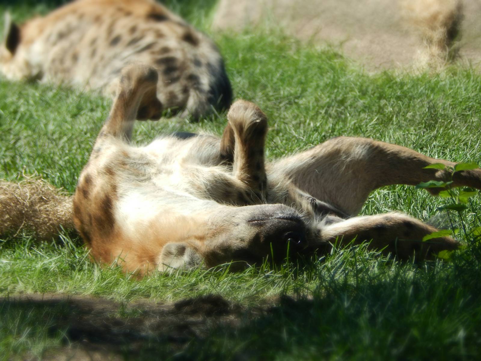 Sep. 2014 - Africa-Asia-South America - Spotted Hyena Rolling Around
