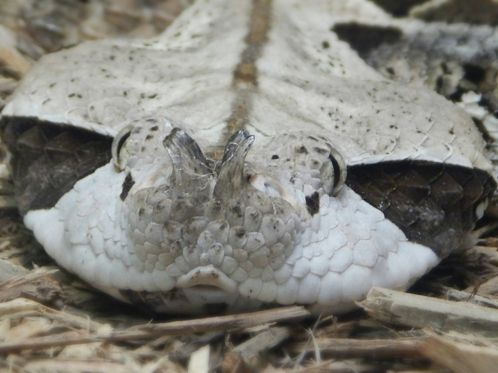 Sep. 2014 - Aquatic + Reptile Center - Gabon Viper (Mislabeled as Rhinocero