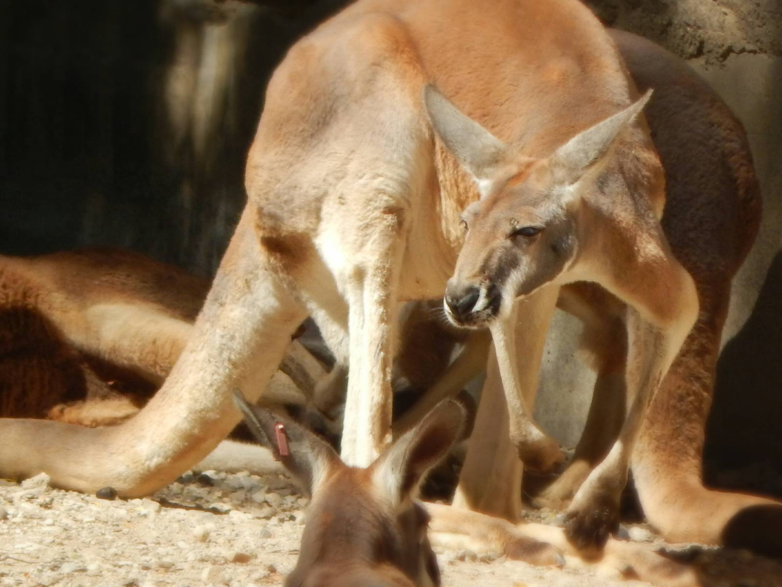 Sep. 2014 - Australia - Red Kangaroo