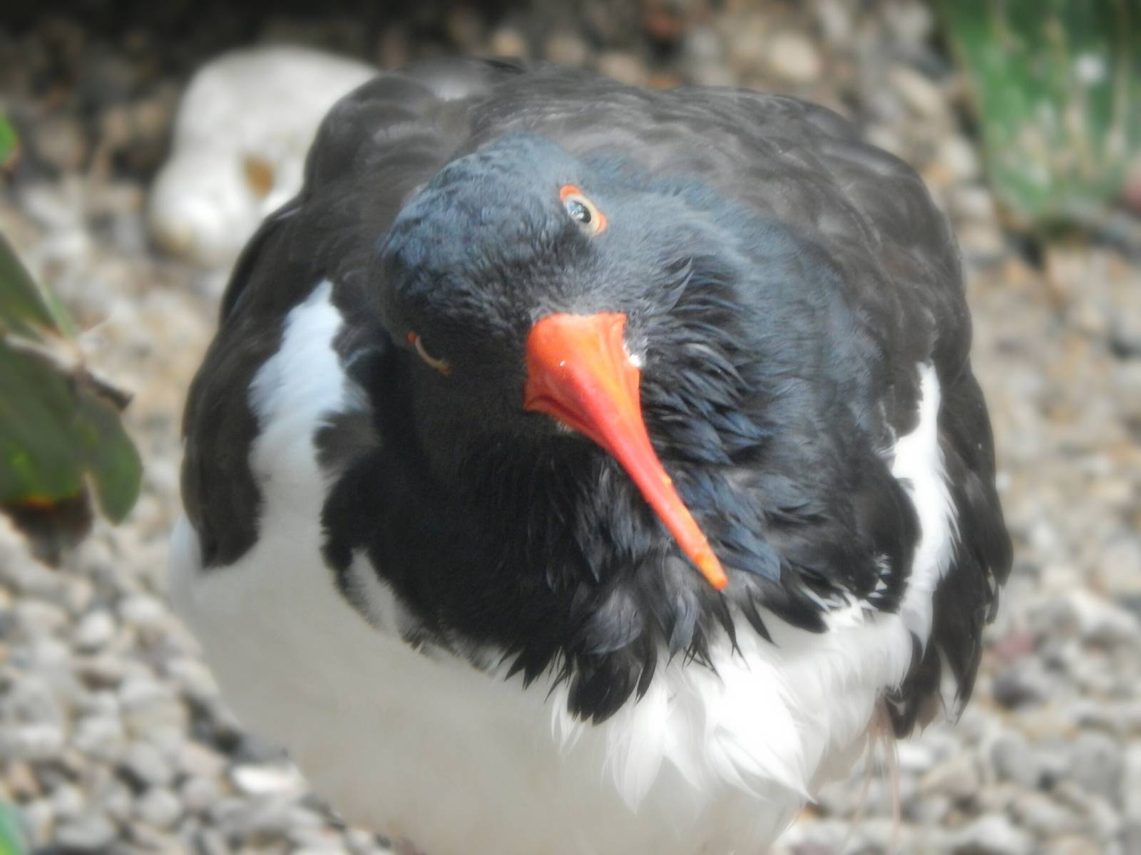 Sep. 2014 - Mahler Family Aviary - American Oystercatcher