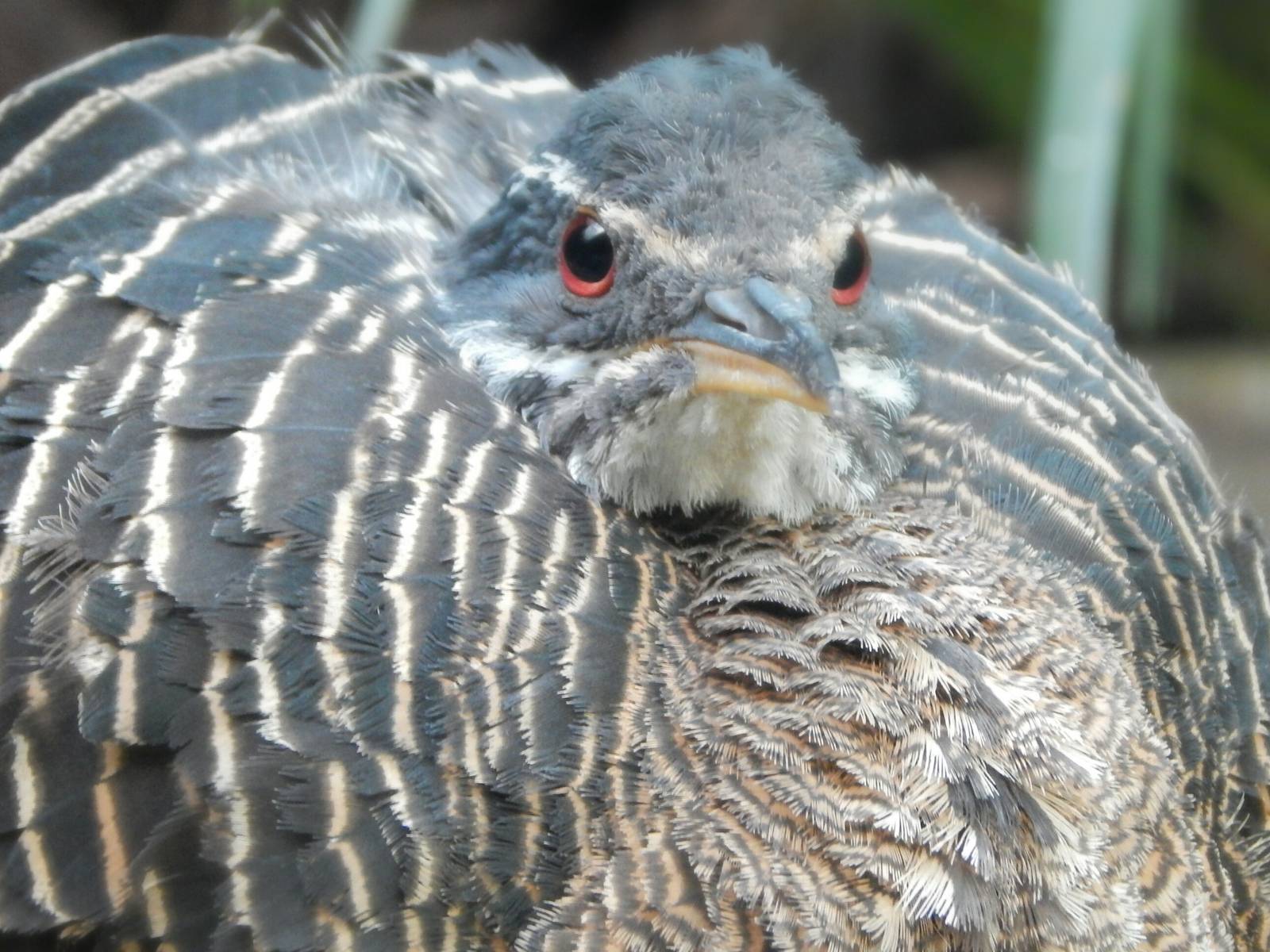 Sep. 2014 - Mahler Family Aviary - Sunbittern