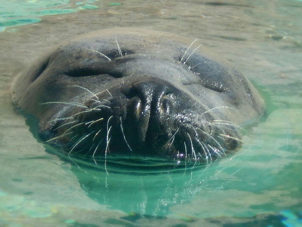 Sep. 2014 - North America - Harbor Seal