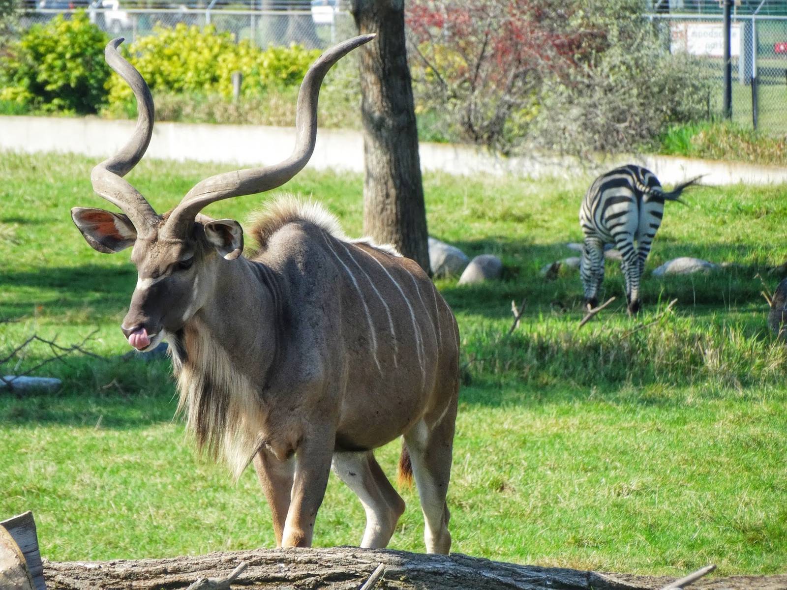 Sep. 2015 - Africa! - Greater Kudu + Grant's Zebra