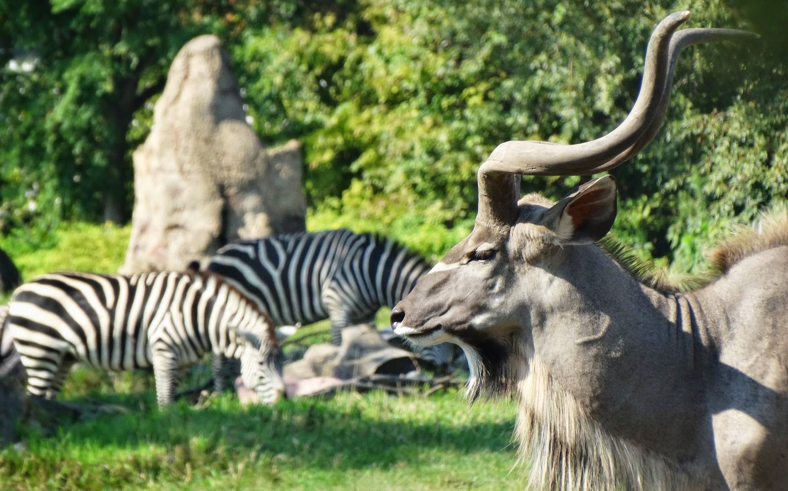 Sep. 2015 - Africa! - Greater Kudu + Grant's Zebras