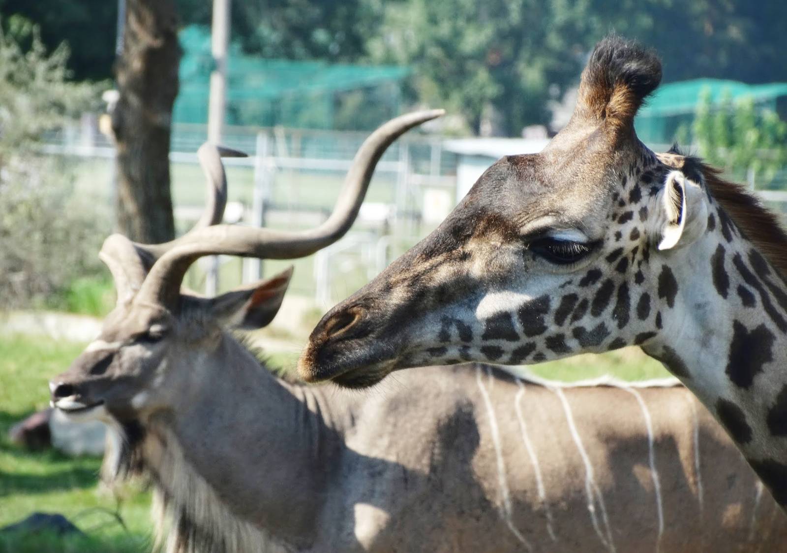 Sep. 2015 - Africa! - Greater Kudu + Masai Giraffe