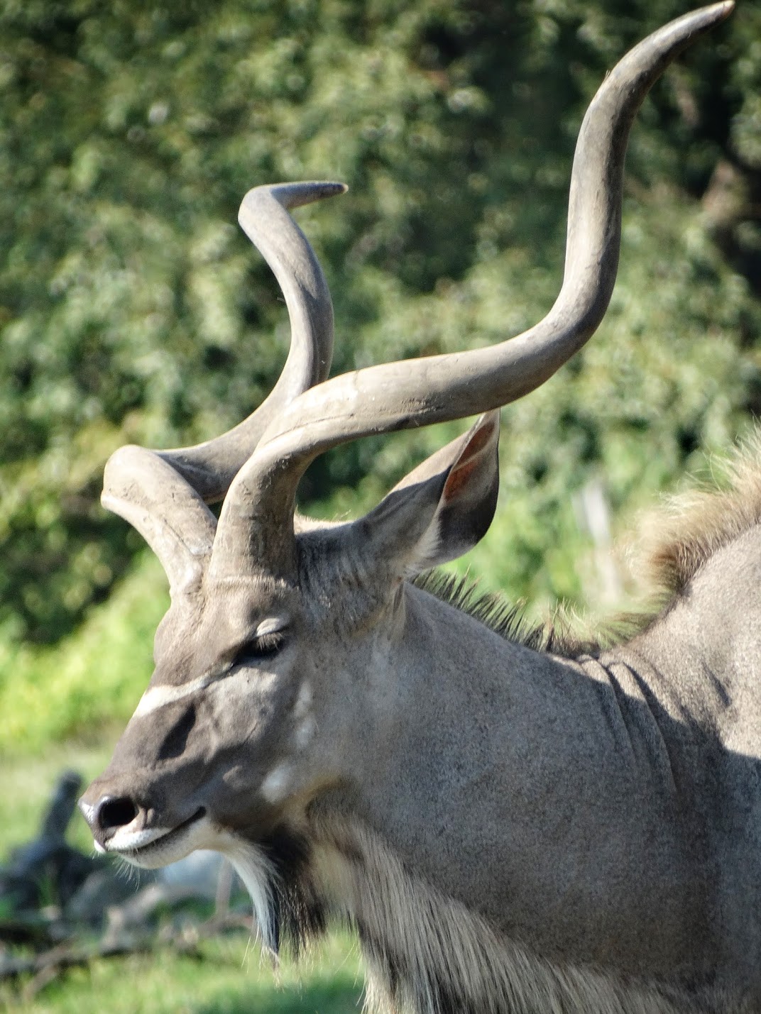 Sep. 2015 - Africa! - Greater Kudu