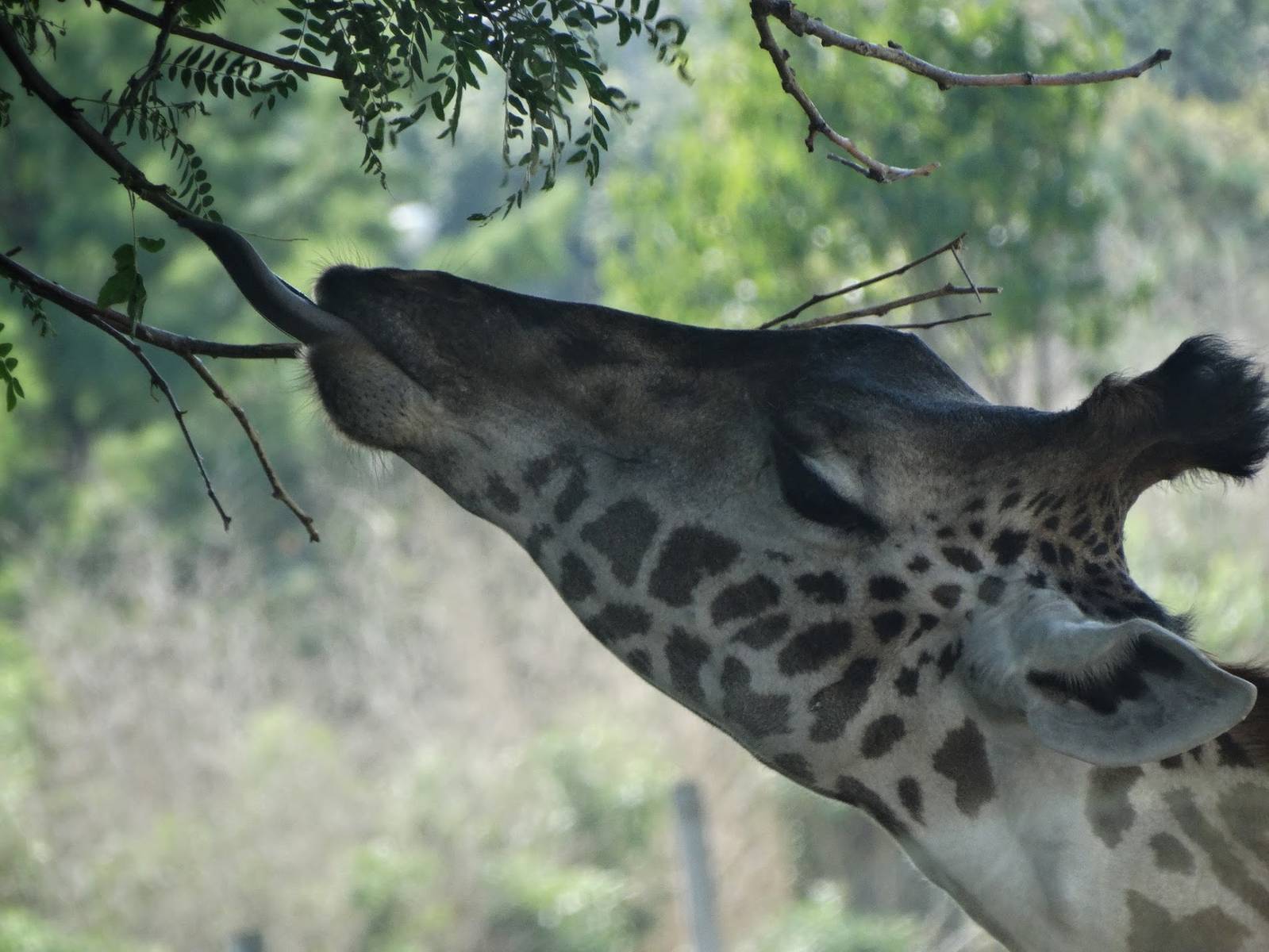 Sep. 2015 - Africa! - Masai Giraffe