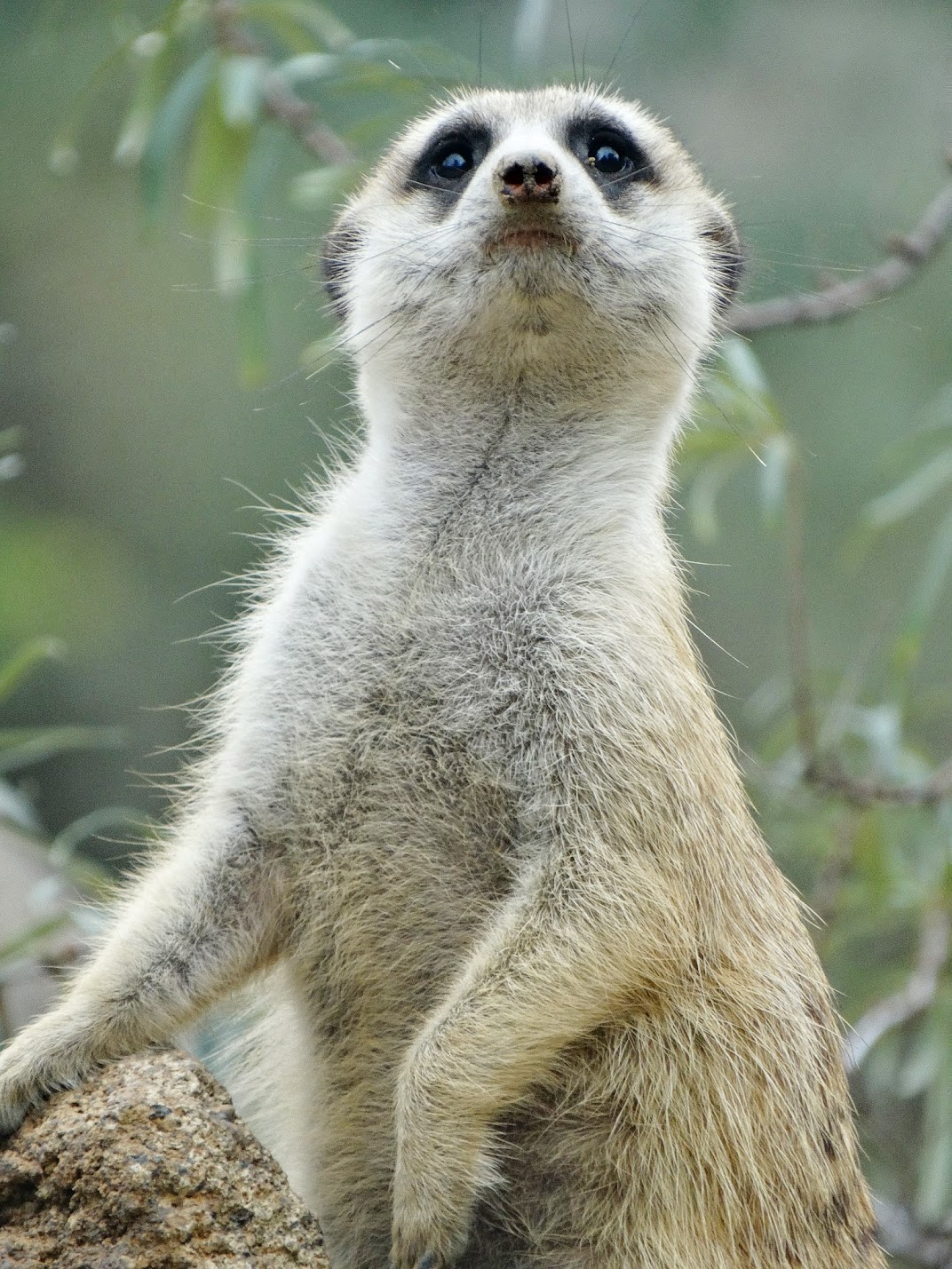 Sep. 2015 - Africa - Meerkat