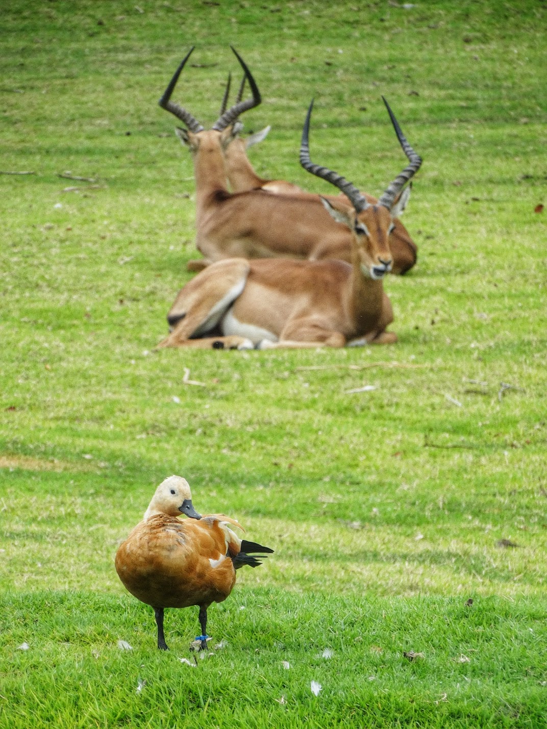 Sep. 2015 - Africa - Ruddy Shelduck + Impala + Thomson's Gazelle