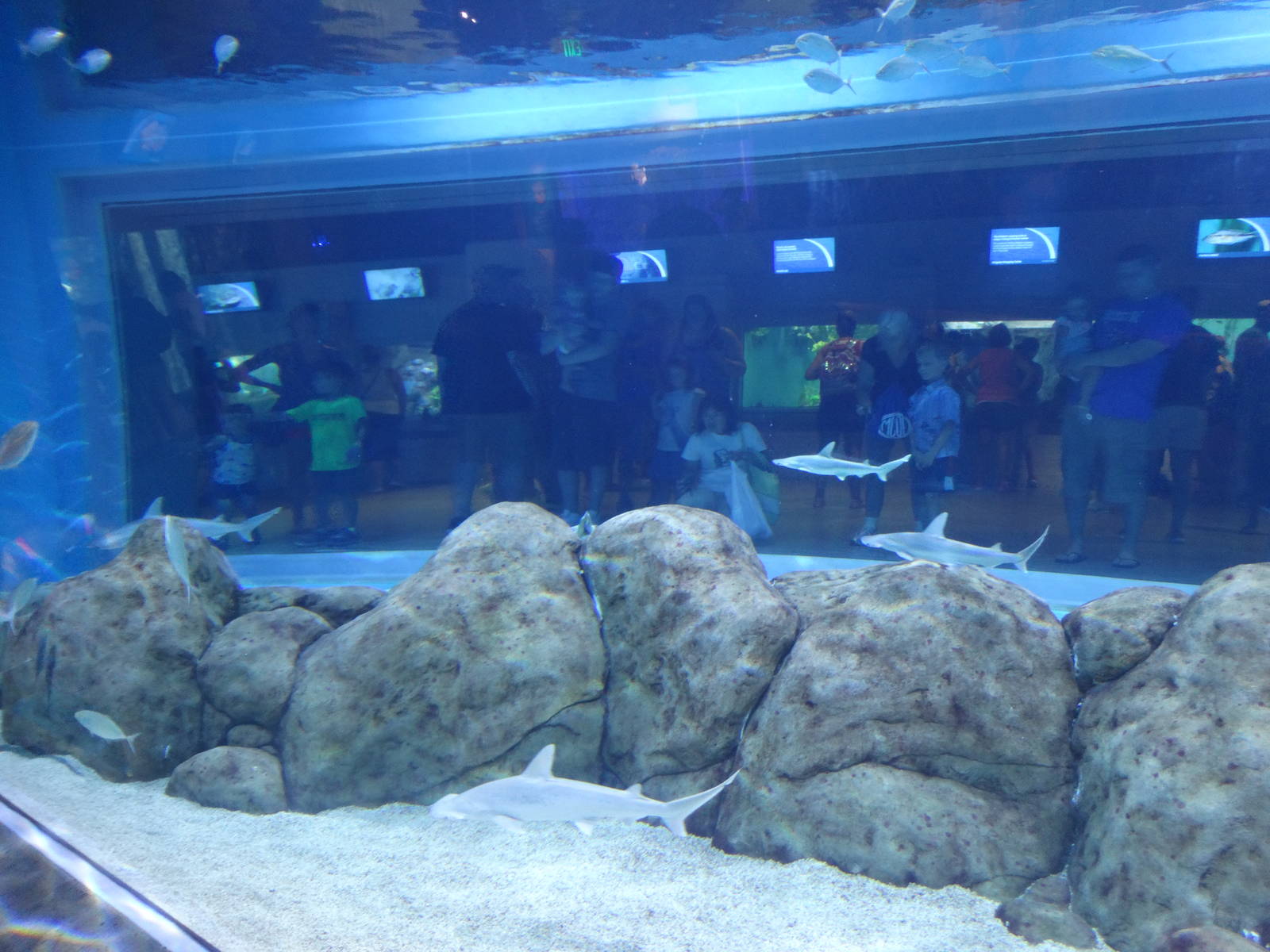 Sep. 2015 - Aquarium - Bonnethead Shark + Green Sea Turtle Tank
