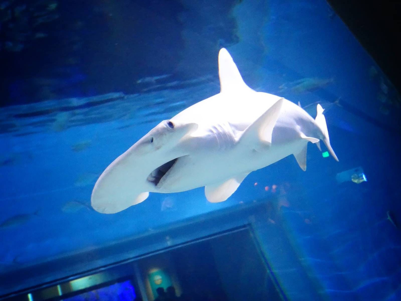 Sep. 2015 - Aquarium - Bonnethead