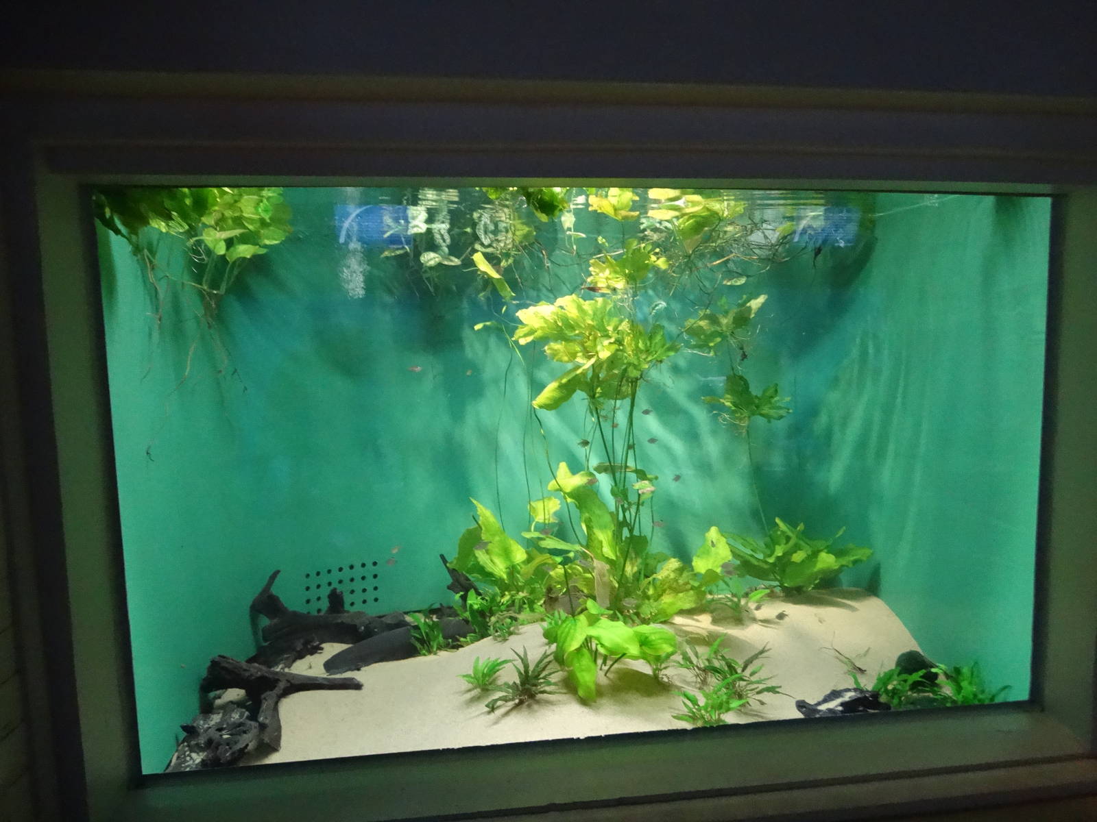 Sep. 2015 - Aquarium - Electric Eel Tank