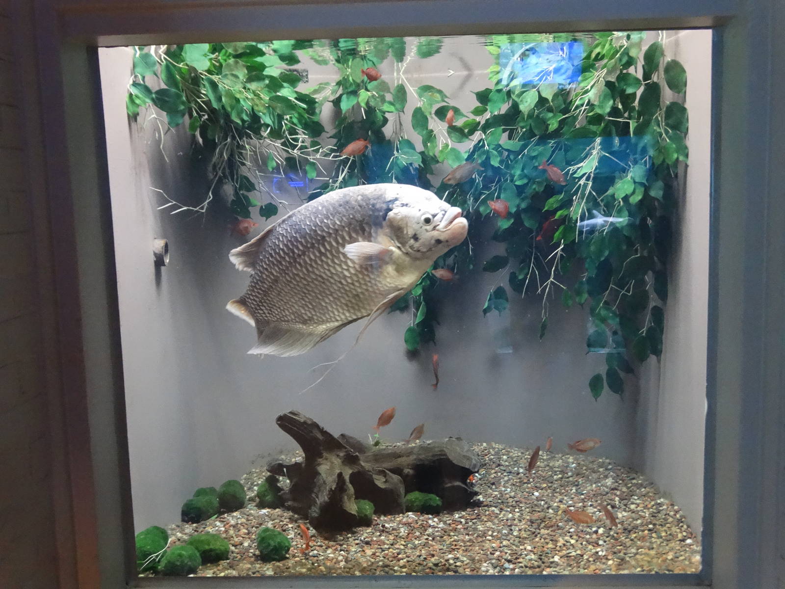 Sep. 2015 - Aquarium - Giant Gourami Tank
