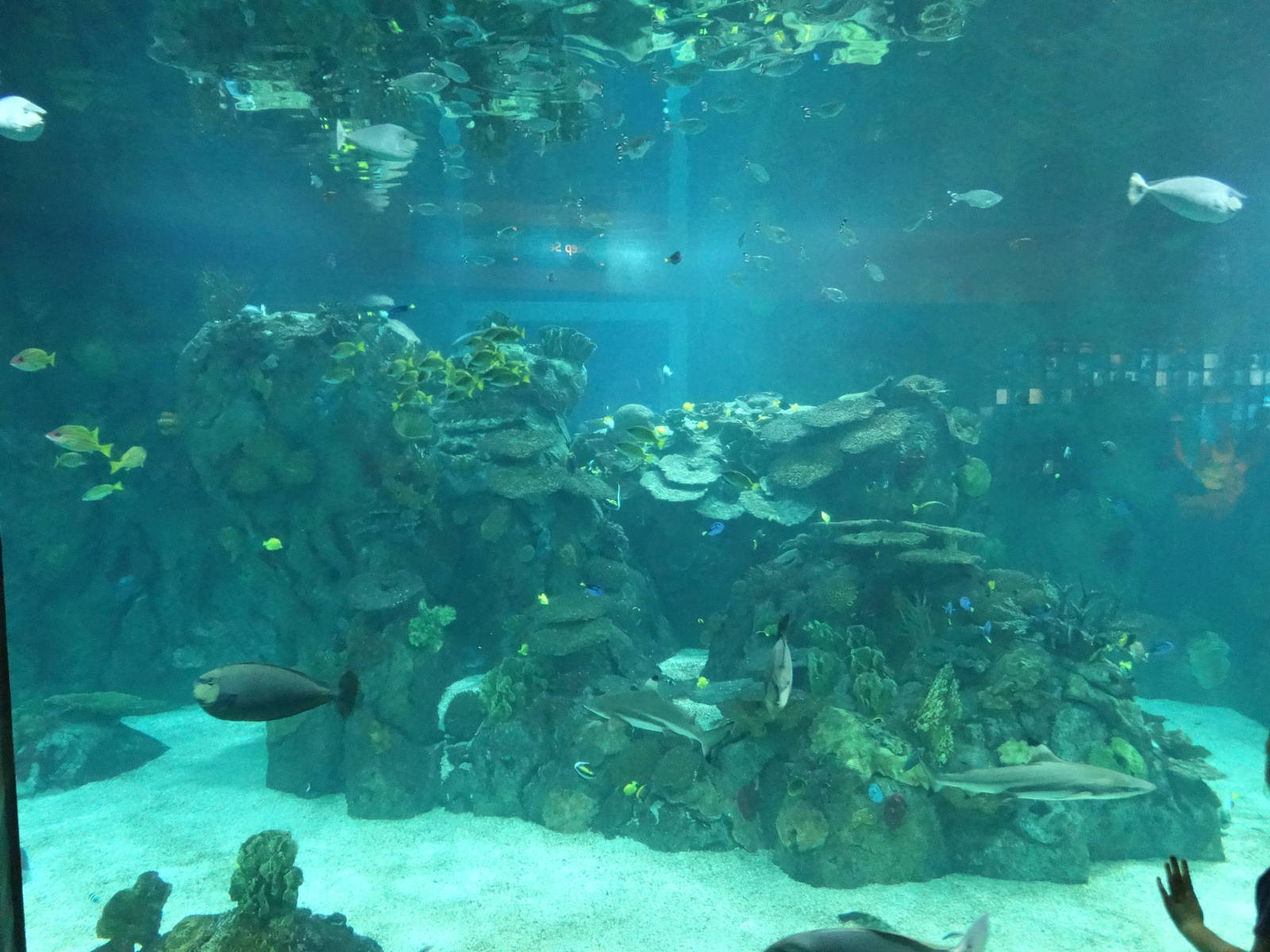 Sep. 2015 - Aquarium - Main Tank