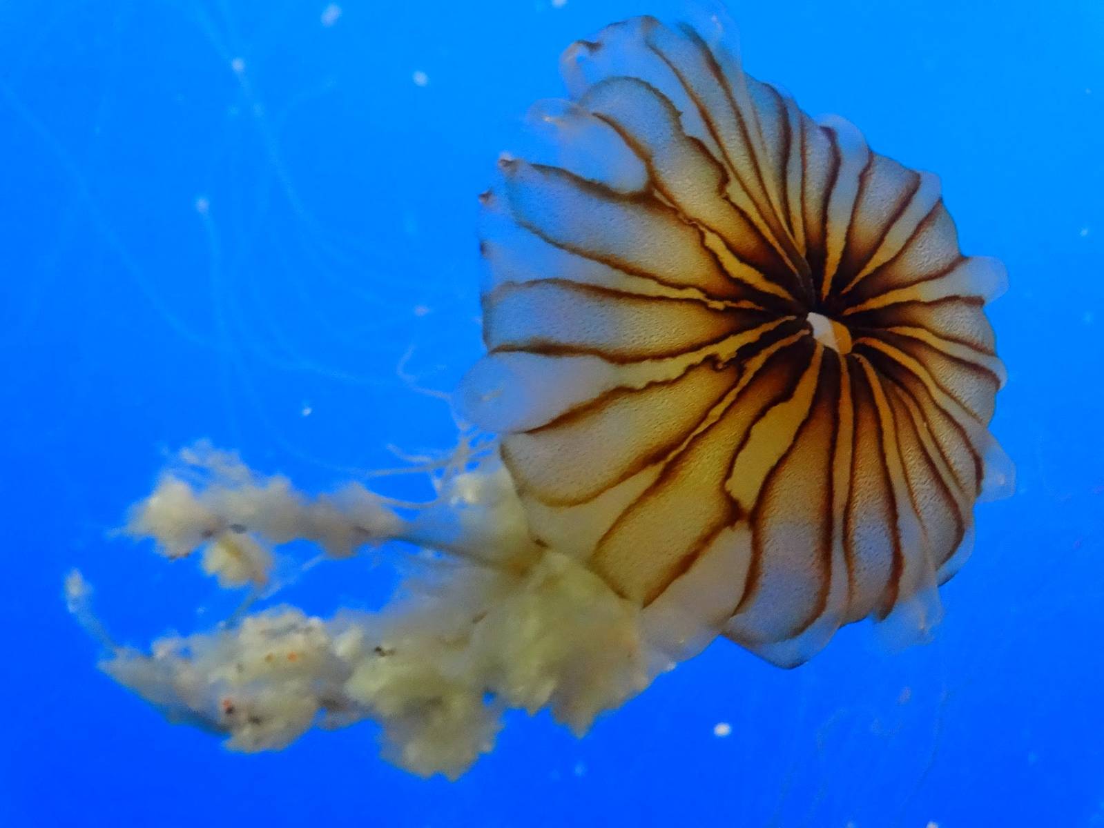 Sep. 2015 - Aquarium - Sea Nettle