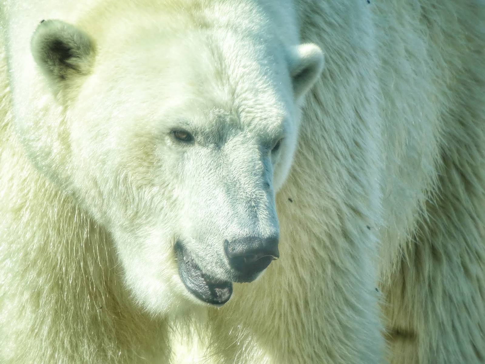 Sep. 2015 - Arctic Edge - Polar Bear