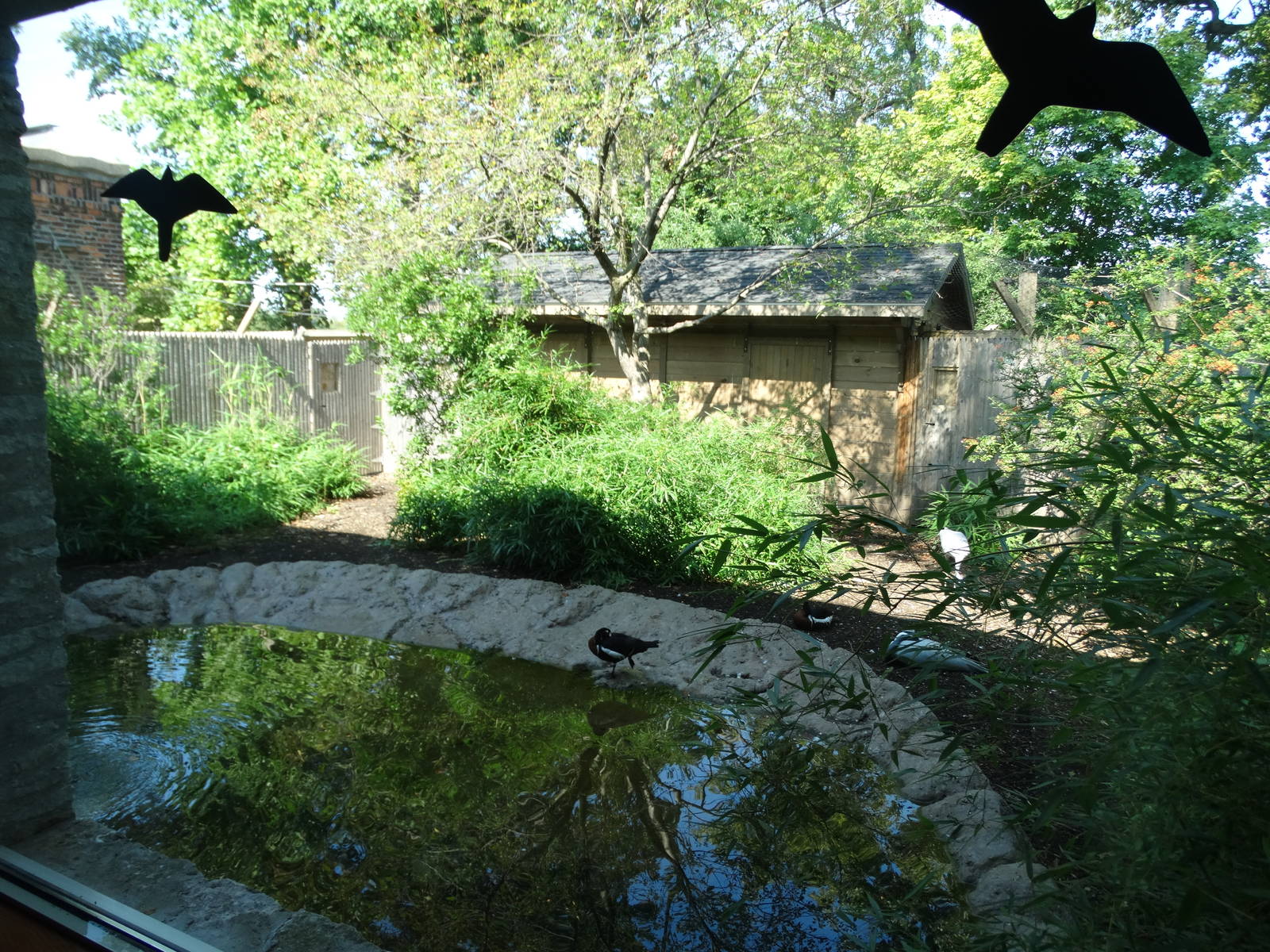 Sep. 2015 - Aviary - Demoislle Crane + Red-breasted Goose Exhibit
