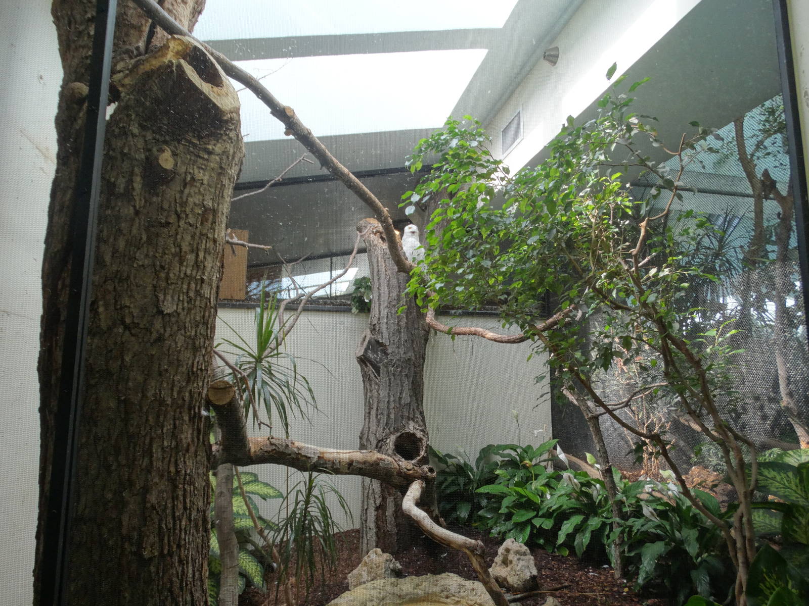 Sep. 2015 - Aviary - Snowy Owl Exhibit