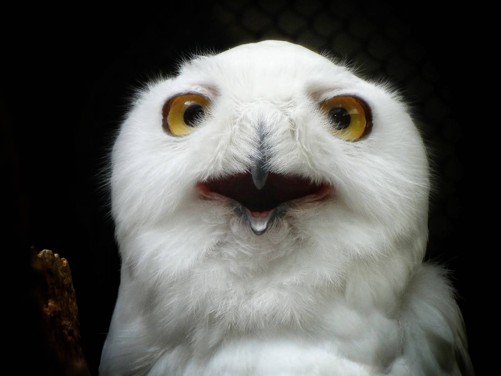 Sep. 2015 - Aviary - Snowy Owl