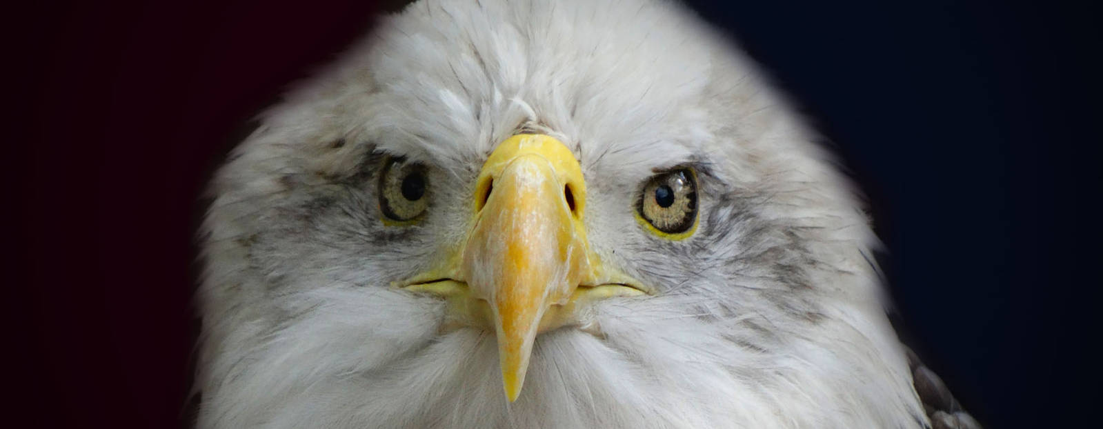 Sep. 2015 - Cats of the Americas - Bald Eagle