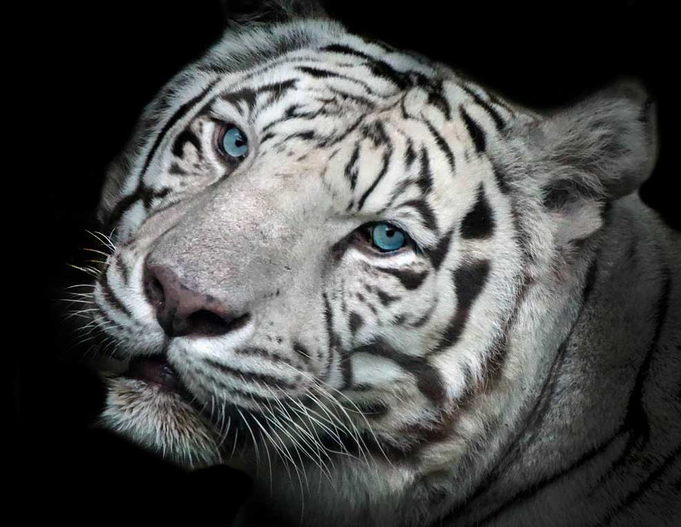 Sep. 2015 - Cincinnati Zoo - White Tiger (Akere)