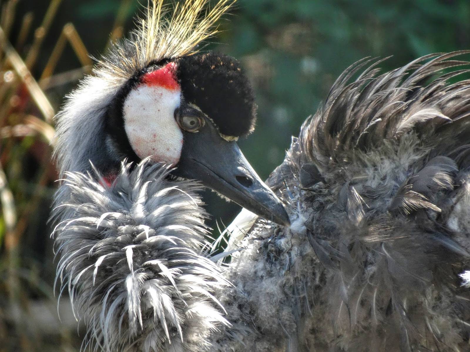 Sep. 2015 - East African Crowned Crane